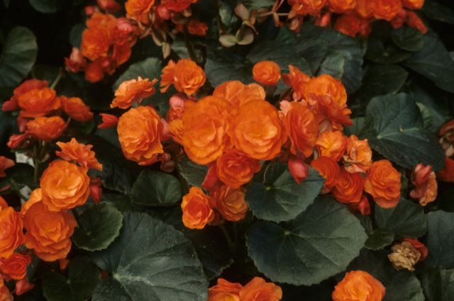 B. ‘Stromboli’